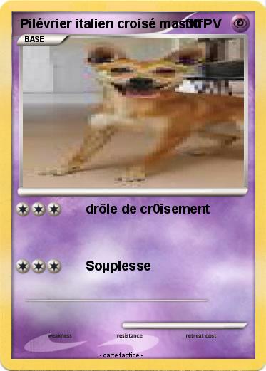 Pokemon Pilévrier italien croisé mastiff