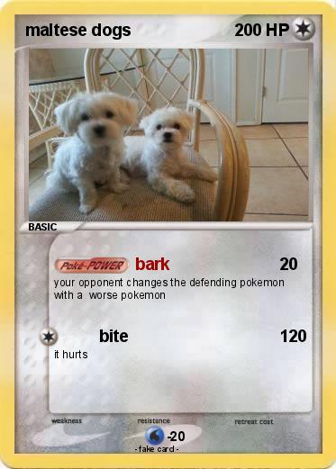 Pokemon maltese dogs