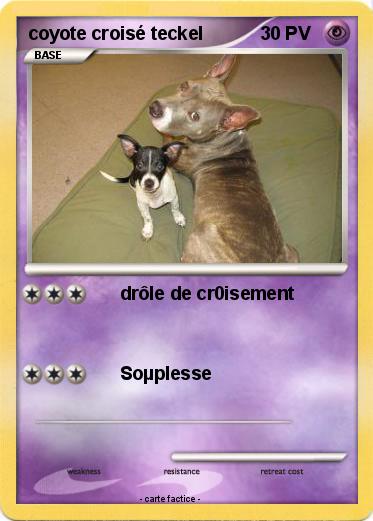 Pokemon coyote croisé teckel