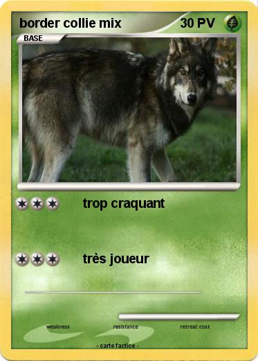 Pokemon border collie mix