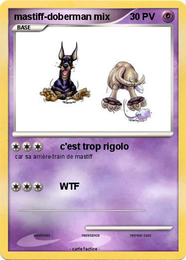 Pokemon mastiff-doberman mix