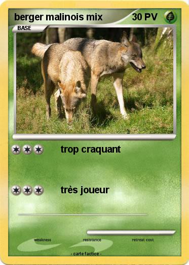 Pokemon berger malinois mix