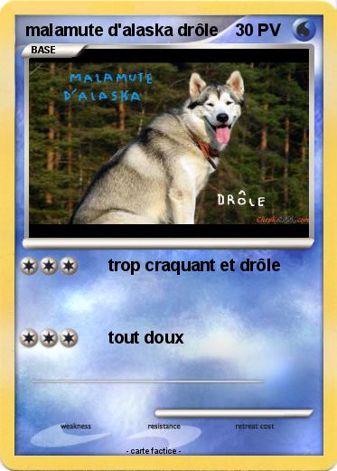Pokemon malamute d'alaska drôle
