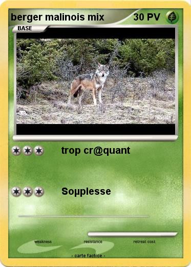 Pokemon berger malinois mix