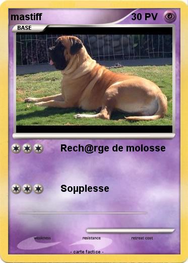 Pokemon mastiff