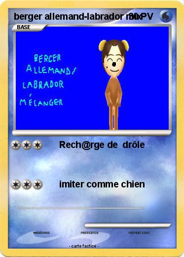Pokemon berger allemand-labrador mix