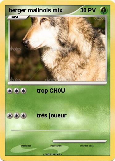 Pokemon berger malinois mix