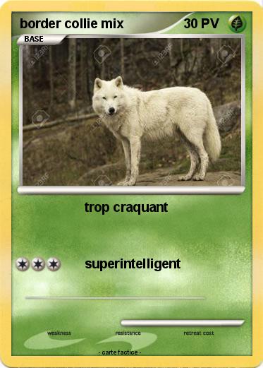 Pokemon border collie mix