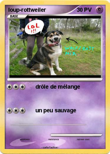 Pokemon loup-rottweiler