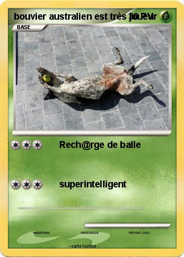 Pokemon bouvier australien est très joueur