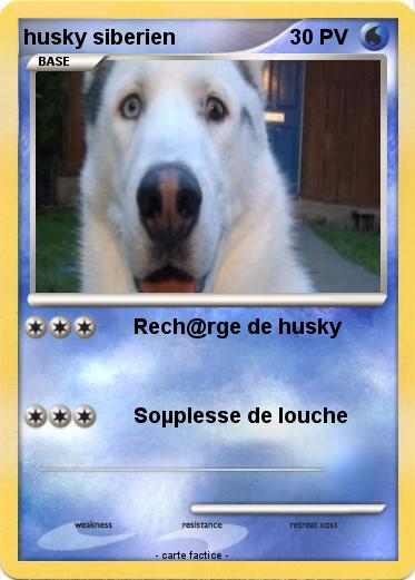 Pokemon husky siberien