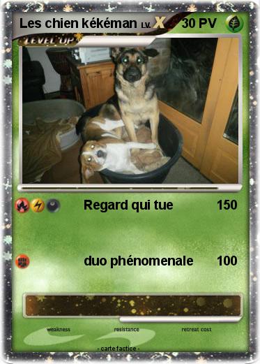 Pokemon Les chien kékéman