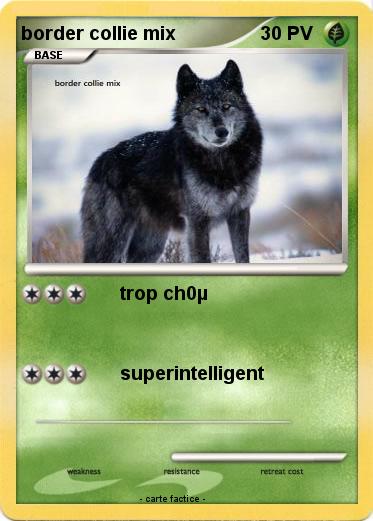 Pokemon border collie mix