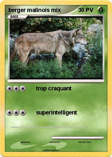 Pokemon berger malinois mix