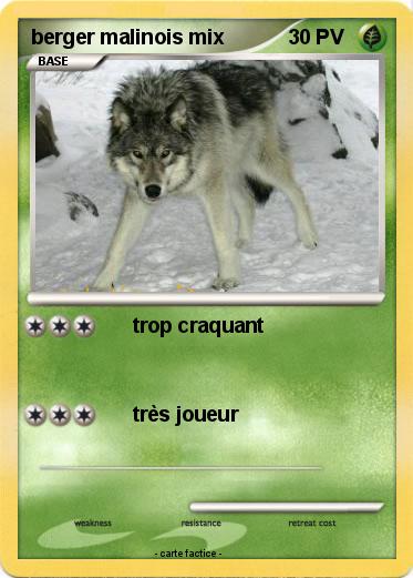 Pokemon berger malinois mix