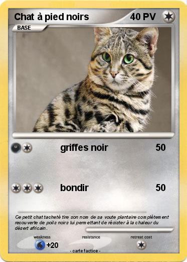Pokemon Chat à pied noirs