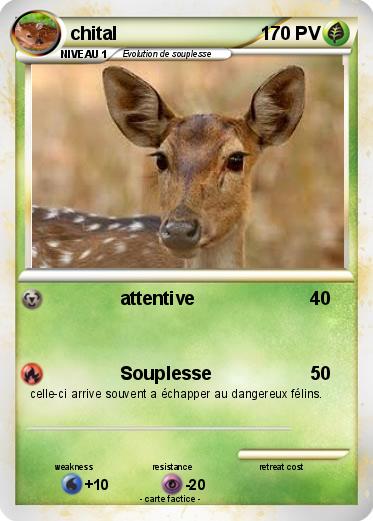 Pokemon chital