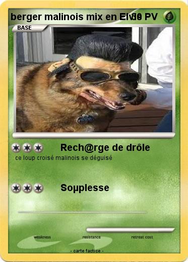 Pokemon berger malinois mix en Elvis