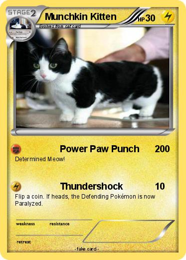 Pokemon Munchkin Kitten