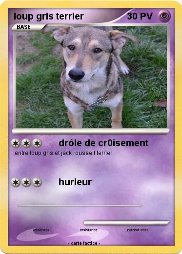 Pokemon loup gris terrier