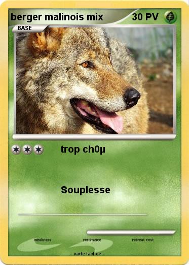 Pokemon berger malinois mix