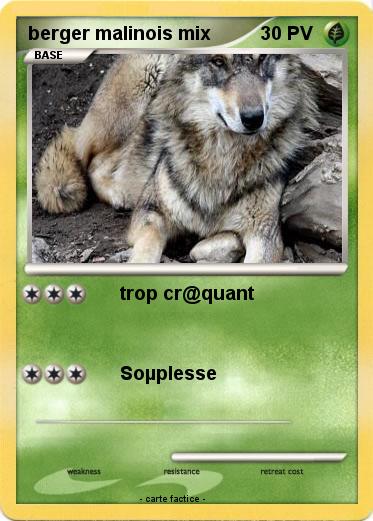 Pokemon berger malinois mix