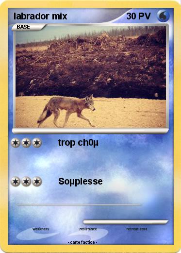 Pokemon labrador mix