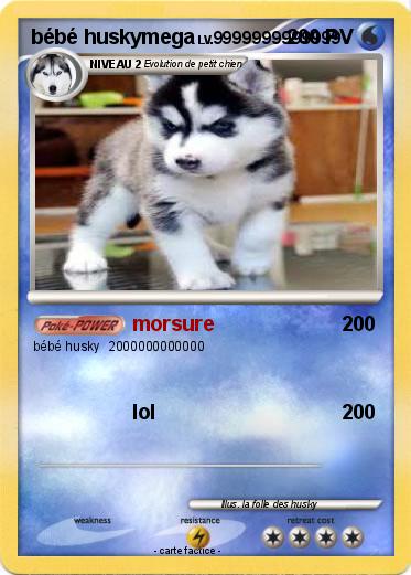 Pokemon bébé huskymega