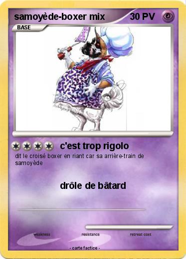 Pokemon samoyède-boxer mix