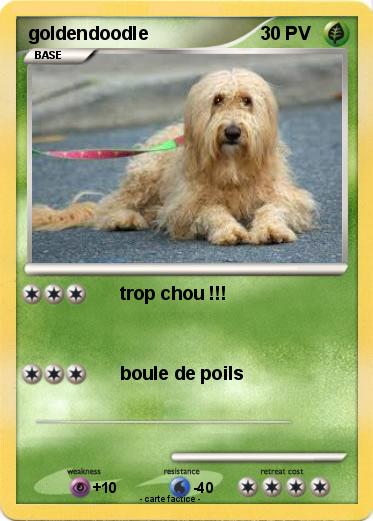 Pokemon goldendoodle