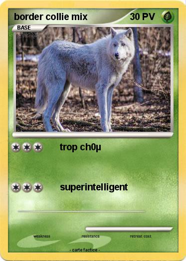 Pokemon border collie mix