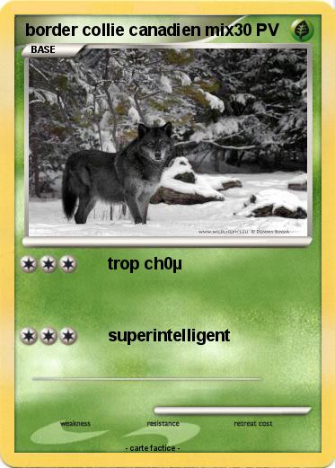 Pokemon border collie canadien mix