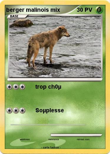 Pokemon berger malinois mix