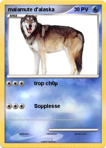 Pokemon malamute d'alaska