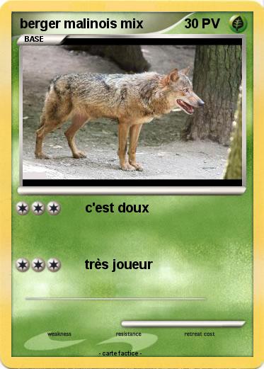 Pokemon berger malinois mix