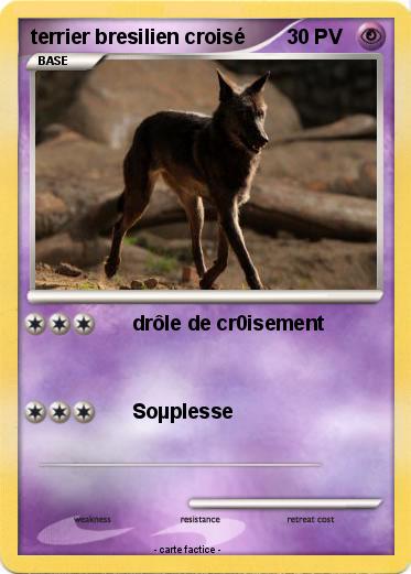 Pokemon terrier bresilien croisé