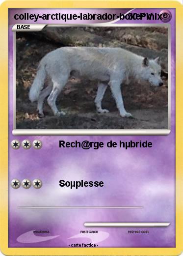 Pokemon colley-arctique-labrador-boxer mix