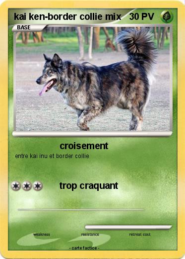 Pokemon kai ken-border collie mix