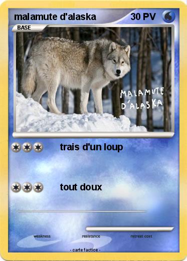 Pokemon malamute d'alaska