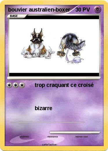 Pokemon bouvier australien-boxer