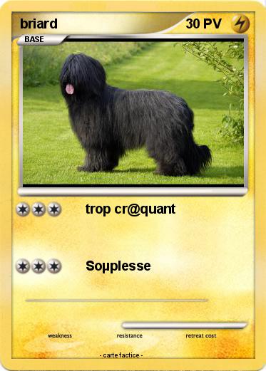 Pokemon briard