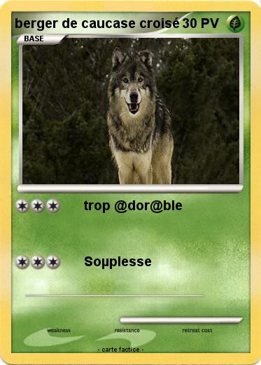 Pokemon berger de caucase croisé