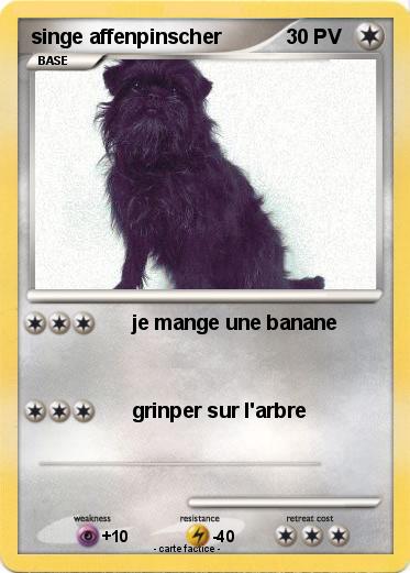 Pokemon singe affenpinscher