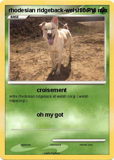 Pokemon rhodesian ridgeback-welsh corgi mix