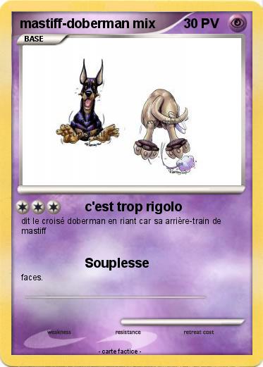 Pokemon mastiff-doberman mix