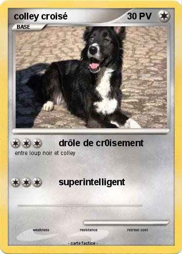 Pokemon colley croisé