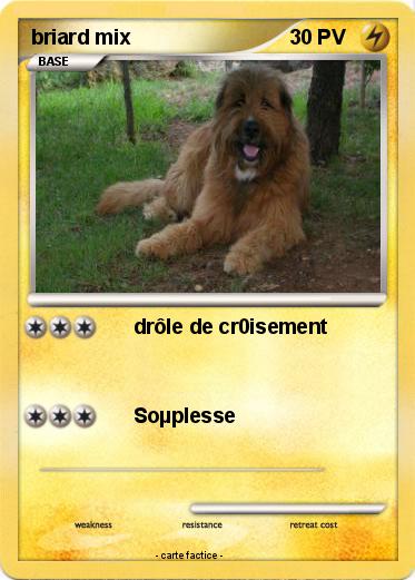 Pokemon briard mix