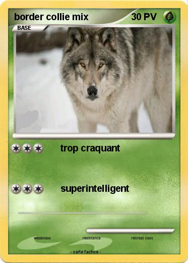 Pokemon border collie mix
