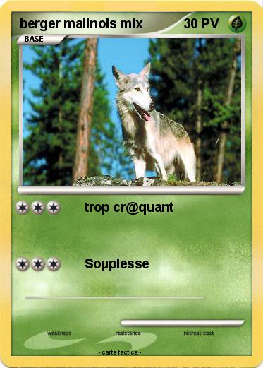 Pokemon berger malinois mix