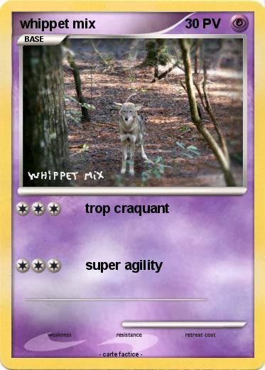 Pokemon whippet mix